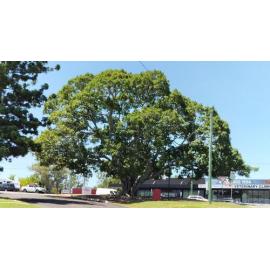 Fig Tree, Pine Mountain Road, and Smith Street Intersection, North Ipswich, 2024
