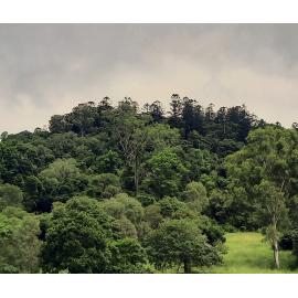 Remnant Hoop Pine, Pine Mountain, 2024