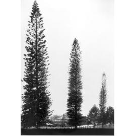 Queen's Park Hoop pines chermside rd