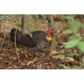 Brush turkey, Ipswich, December 2003