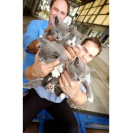 Kittens found by QLD Transport Staff, Ipswich, June 2003