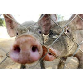 Pigs at Ipswich Nature Centre, Queens Park, Ipswich, March 2003