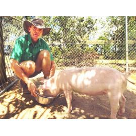 Keeper, Martin Page feeding Jessie the pig and taking care of other pigs at the Queens Park Nature Centre, Ipswich, March 2003