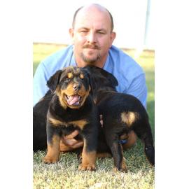 Unidentified man with a litter of rottweiler puppies with heart-shaped tails, Ipswich, November 2003