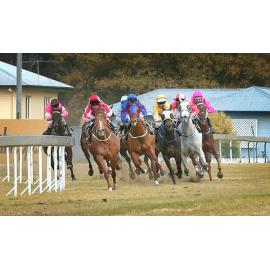 Horse racing, Ipswich, August 2003