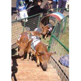 Pigs at the Ipswich Show, Ipswich, May 2003