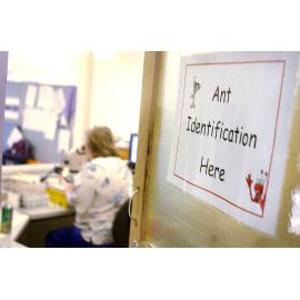 Art Identification, Ipswich, May 2003