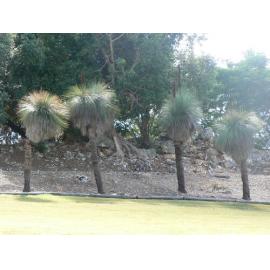 Grass trees on the hillslope in Queens Park, 2012
