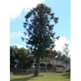 Queens Park Bunya Pine