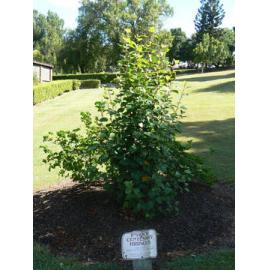 Queens Park Centenary Hibiscus, 2020