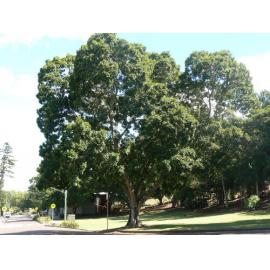 Queens Park - trees along the roadway, 2012