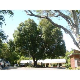 Queens Park Sacred Tree - Bo Tree, 2012