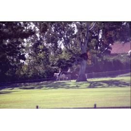 Horse riding in Queen's Park, c.1992