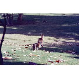 Kangaroos in Nature Reserve at Queens Park, c.1992