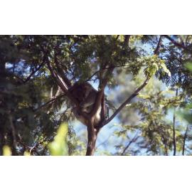 Koala in Nature Reserve at Queens Park, c.1892