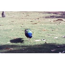Peacock in Nature Reserve at Queens Park, c.1992