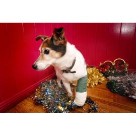Dog at the Animal Welfare League (AWL) Veterinary Clinic, Ipswich, December 2010