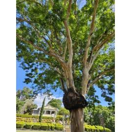 Queens Park Curator's Cottage Ipswich 2025