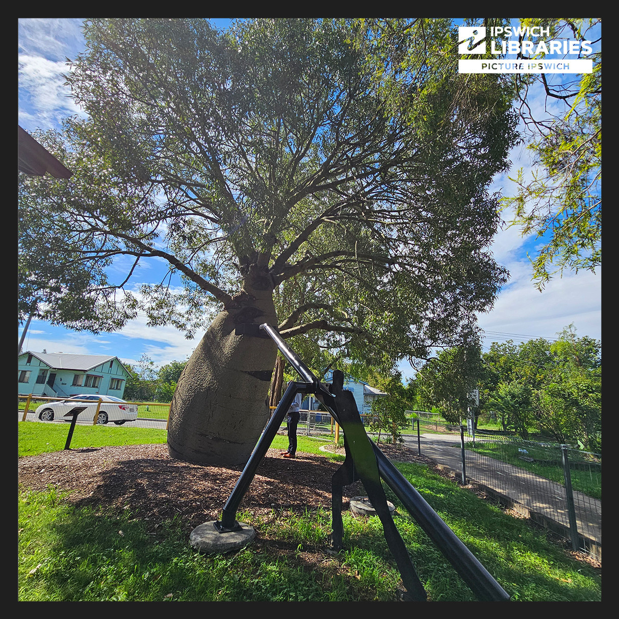 Queensland Native Bottle Tree, Cobb & Co Park, Rosewood