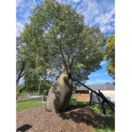 Rosewood Bottle Tree, Cobb & Co Park, 2026