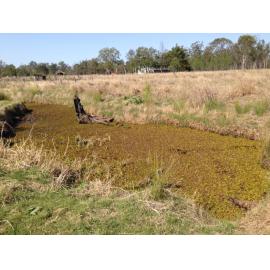 Babies of Walloon drowning site, 2013