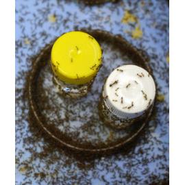 Fire ants, Ipswich, July 2004 