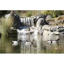 Nerima Gardens, Ipswich, July 2004 