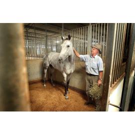Trainer, Jim Savage and bargain horse, The Clock, after her great performance, Ipswich, January 2005 