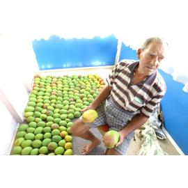 Horrie Wraight continues his tradition of growing lots of big mangoes, Ipswich, 13th January 2005 