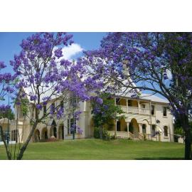 Jacaranda Trees in bloom, in front of St Mary's Presbytery, Woodend, Ipswich, 2004