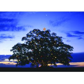 Christmas Tree, Raceview, Ipswich, c.2006