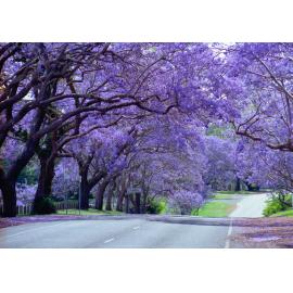 Jacaranda Trees in bloom, Brisbane Terrace, Goodna, Ipswich, c.2005