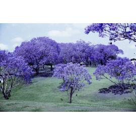 Jacaranda trees in bloom, Jacaranda Park, Goodna, Ipswich, c.2005