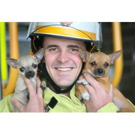 Ipswich Firefighter Rohan Wilschefski rescued Chihuahuas Milo and Mini from a house fire in Brassall recently, Ipswich, 7th January 2011 