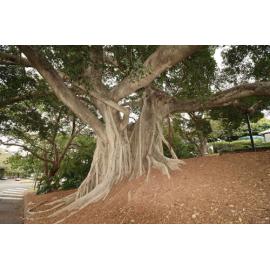 Fig Tree at Queens Park, Ipswich, September 2026