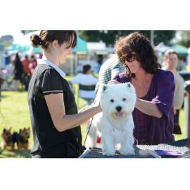 Tammy Boughen with her mum Tracey, getting her West Highland White Terrier 'Archie' ready for judging at the Ipswich Show, Ipswich, 15th May 2013