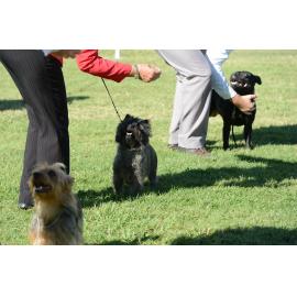Judging of the terrier group for the Ipswich Show, Ipswich, 15 May 2013