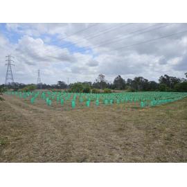 Former Bremer Mills site - plantings, 2026