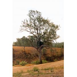 Queensland blue gum tree in Shapcott Park, 116 Gladstone Street, Coalfalls, Ipswich, 1991