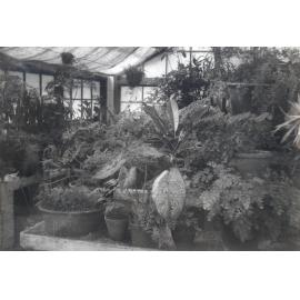 Queens Park, Glass House, Ipswich, 1945