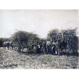 Loading sugar cane, Marburg, Ipswich, late 1910s