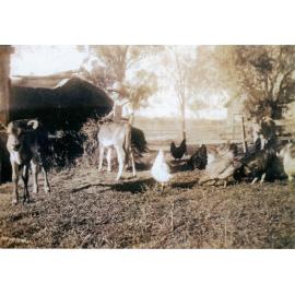 Child with calves and chickens at Rockdale Farm, Peak Crossing, Ipswich, 1920s