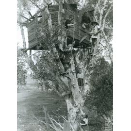 Building tree house, Brassall, Ipswich, c.1974