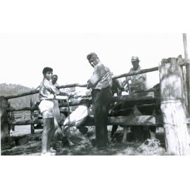 Dipping cattle at Dan Dempsey's family farm, Ripley, Ipswich, 1950s