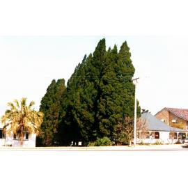 Pine trees beside 70 Chermside Road, Newtown, Ipswich, 1991