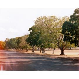 Trees planted near Booval War Memorial in Cameron Park, Green Street, Booval, Ipswich, 1991