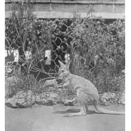 Kangaroo in yard at Oakleigh, Redbank Plains, Ipswich, early 1900s