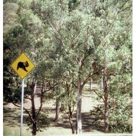 Koala crossing thought to be at Colleges Crossing, Chuwar, Ipswich, 1991