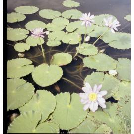 Water lilies' thought to be on the Brisbane River, Colleges Crossing, Chuwar, Ipswich, 1991