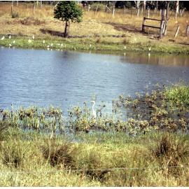 Egret and water birds thought to be on the Brisbane River, Colleges Crossing, Chuwar, Ipswich, 1991